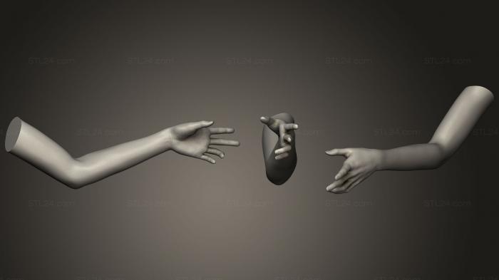 Анатомия скелеты и черепа (Поза женской руки 10, ANTM_0538) 3D модель для ЧПУ станка